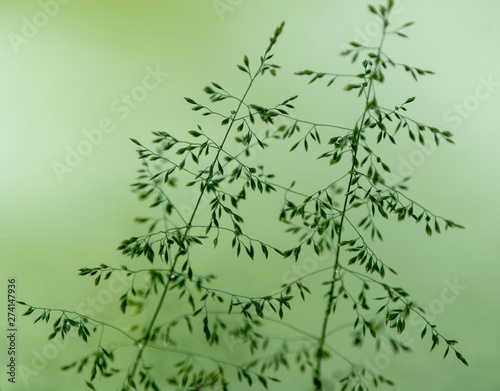 Foto A close up photo of a Green garden Fern