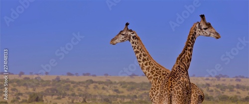 Photography giraffe in south africa