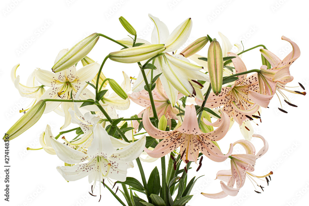 Fototapeta premium Bouquet of lily flower, isolated on white background