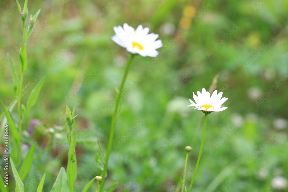 white daisies in the summer garden white daisies in the summer garden