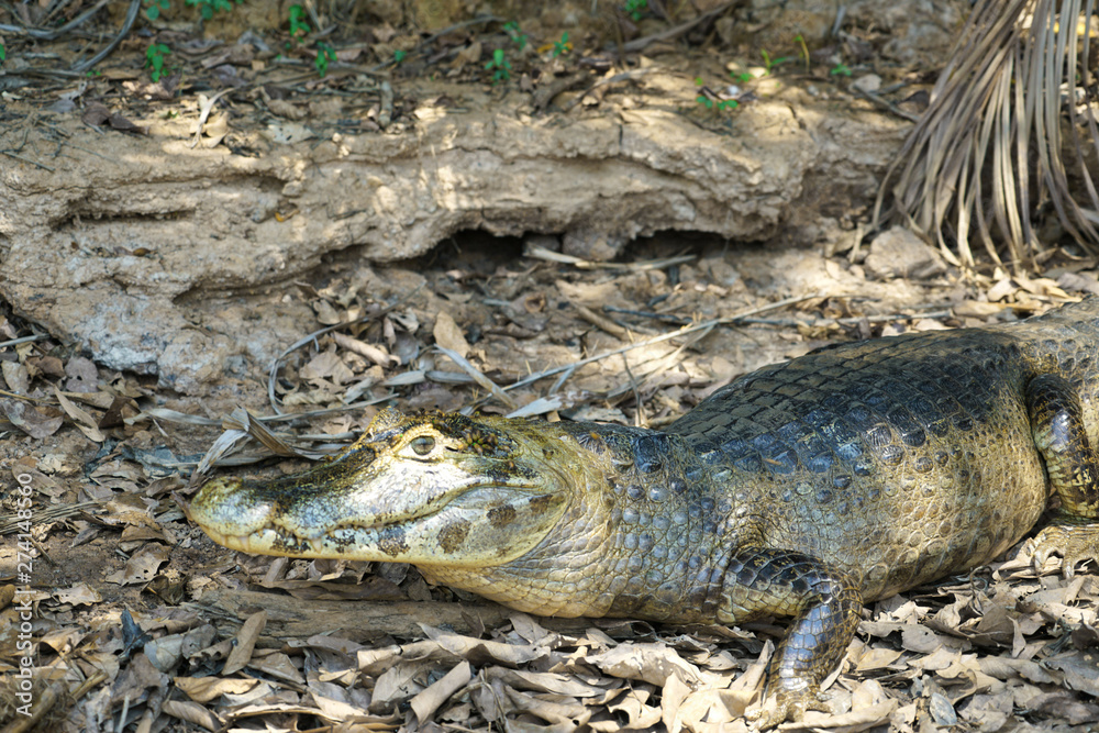 Obraz premium Crocodile