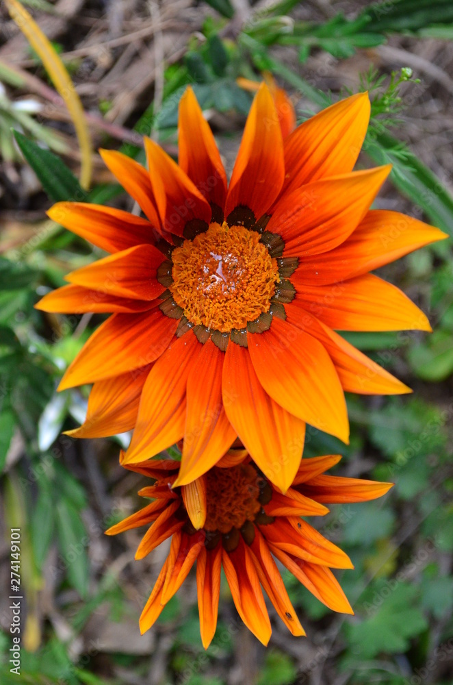 Gazanias anaranjadas Gazanias anaranjadas