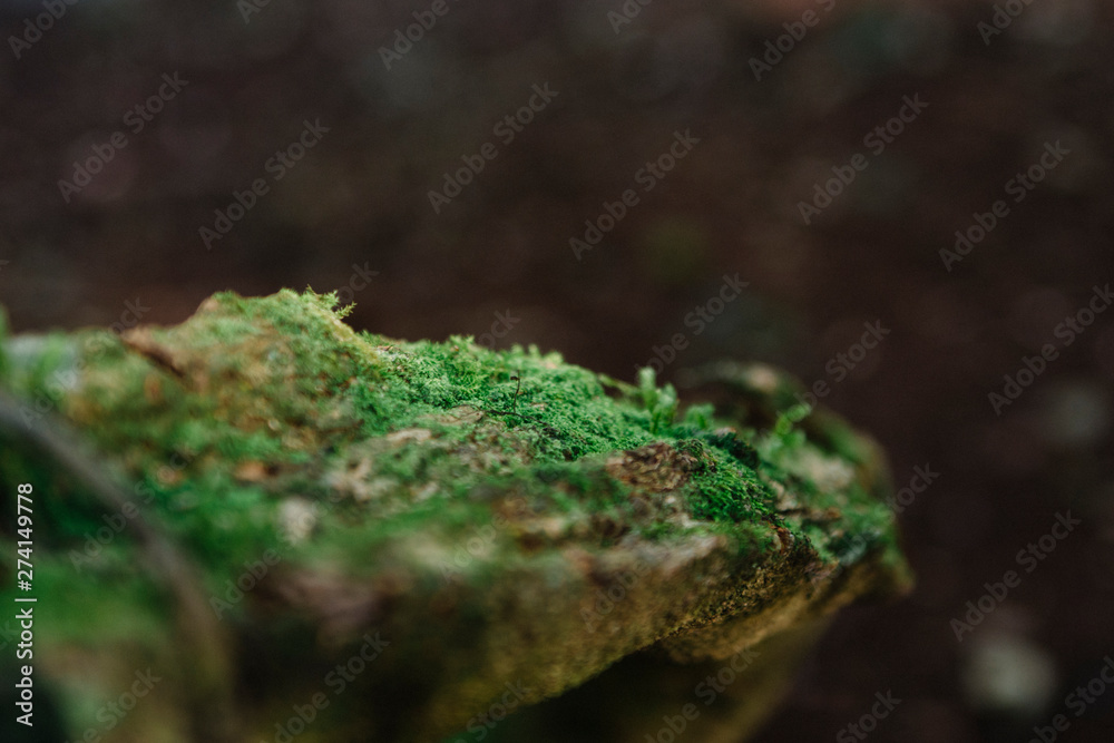 Obraz premium Musgo