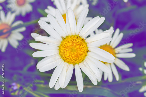 field chamomile closeup on purple background