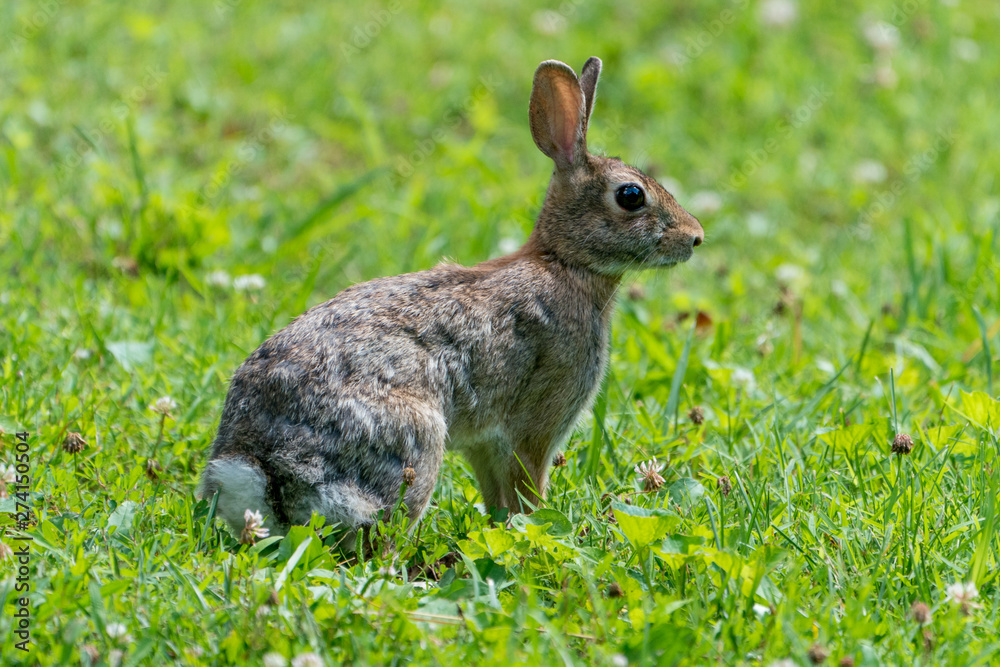 Fototapeta premium Cottontail Rabbit in Grass field