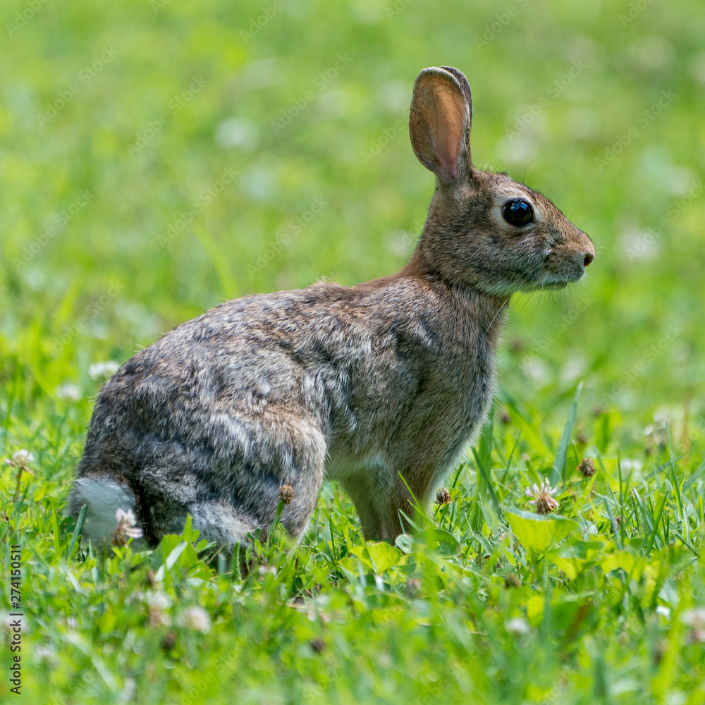 Fototapeta premium Cottontail Rabbit in Grass field