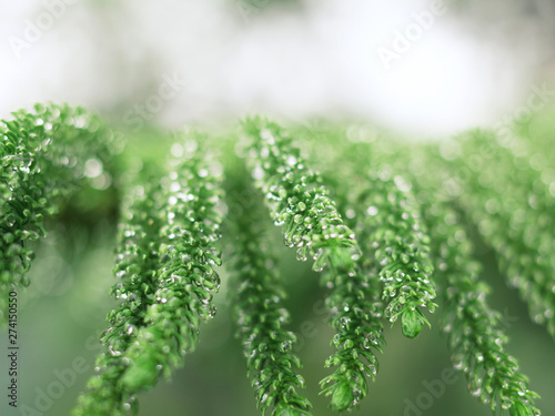 Nature view of green leaf and water drop on blurred greenery background in garden with natural green plants landscape, ecology, fresh wallpaper concept.