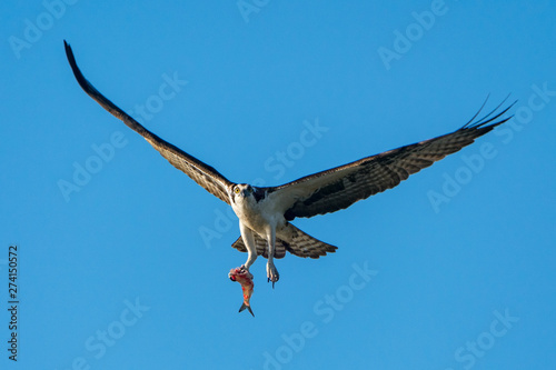 Osprey flying with fish against blue sky