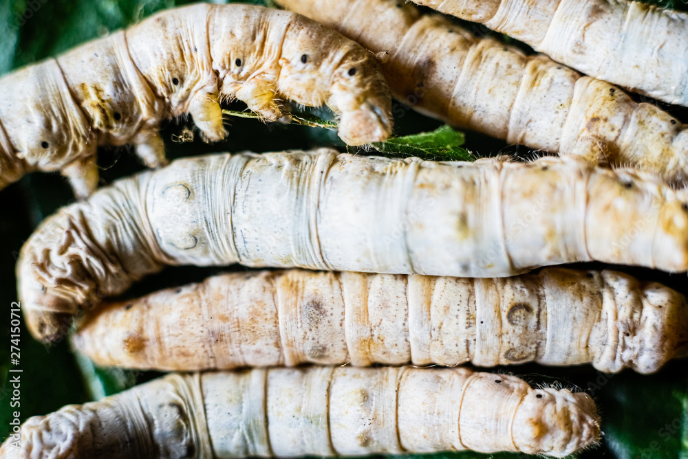 Group of silk worms, Bombyx mori, seen from above eating mulberry leaves. Group of silk worms, Bombyx mori, seen from above eating mulberry leaves.