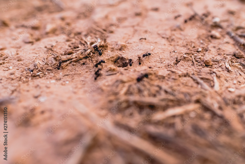Ants in a row walking looking for food. Ants in a row walking looking for food.