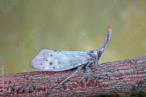 White wing Lantern-fly (Pyrops astarte) is a species of planthopper, found in Southeast Asia, and also known as Red nose lantern bugs. Lanternflies : The unicorns of the insect world. Beautiful insect