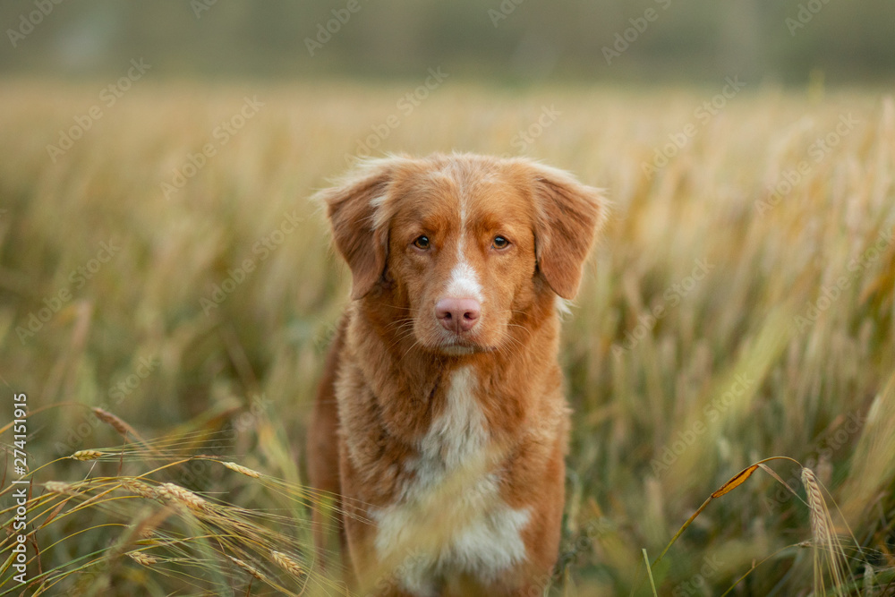 happy dog in a wheat field. Pet on nature. red Nova Scotia Duck Tolling Retriever, Toller