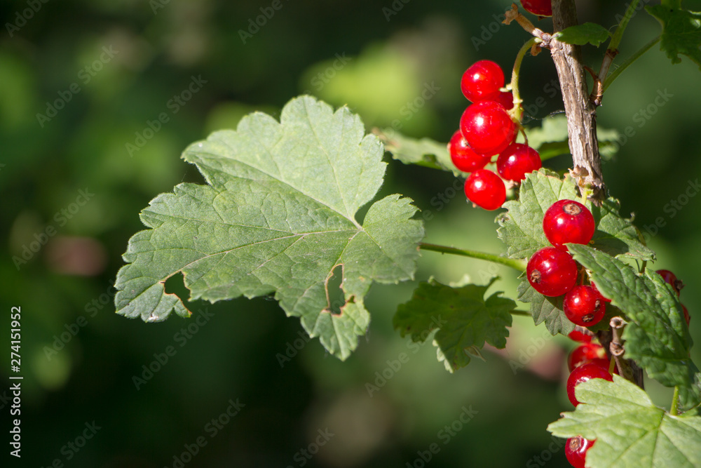 Fototapeta premium Closeup of redcurrant berries growing on a branch in the garden, selective focus