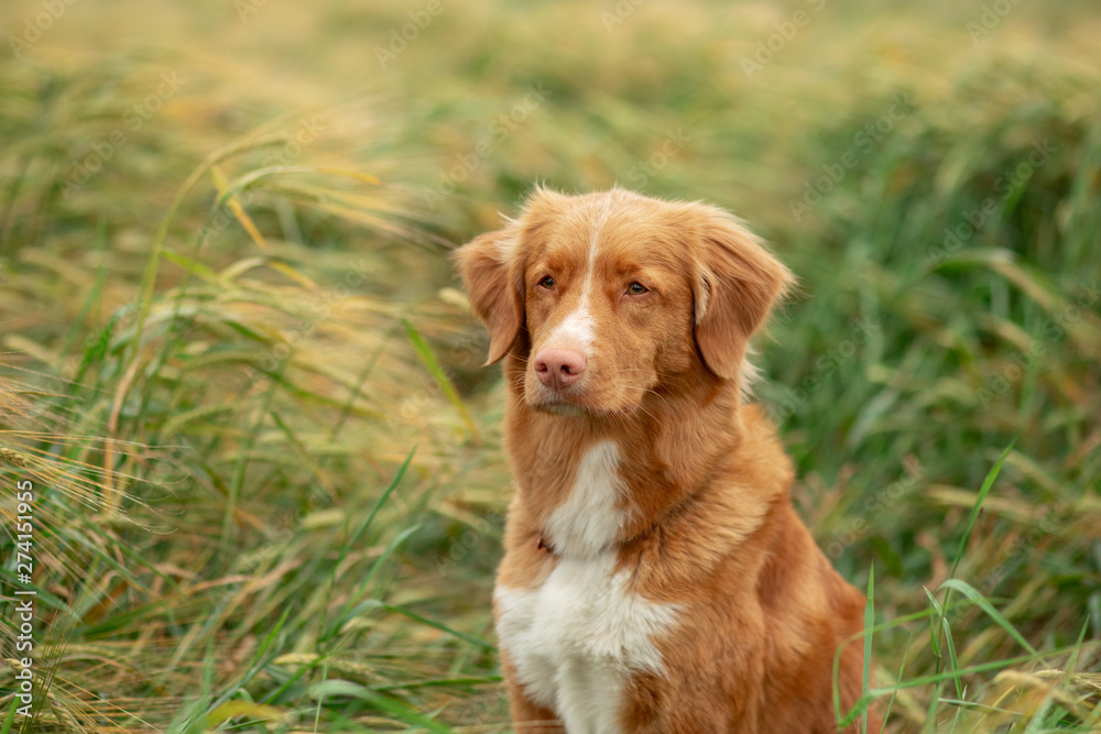 happy dog in a wheat field. Pet on nature. red Nova Scotia Duck Tolling Retriever, Toller