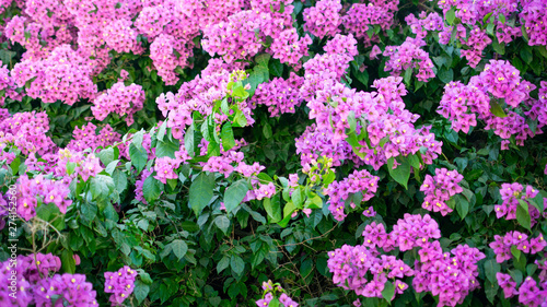 purple flowers in the garden