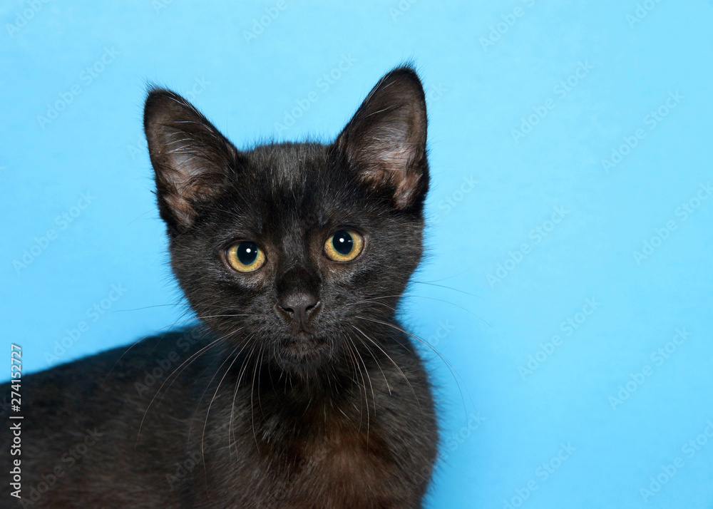 Portrait of an adorable black kitten looking intently directly at viewer, blue background with copy space.