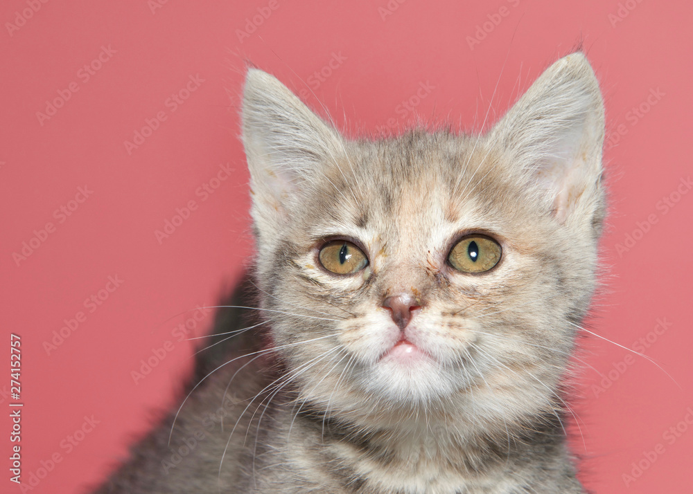 Portrait of a diluted tortie kitten looking at viewer with eyes infected. Conjunctivitis, mild to moderate infection. the cats eye discharges fluid and other uncomfortable symptoms for the animal. Portrait of a diluted tortie kitten looking at viewer with eyes infected. Conjunctivitis, mild to moderate infection. the cats eye discharges fluid and other uncomfortable symptoms for the animal.