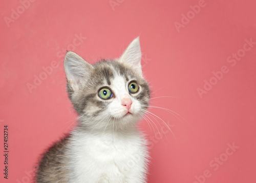 Portrait of a white kitten with gray facial markings looking to viewers left. Large adorable eyes. Pink background with copy space.