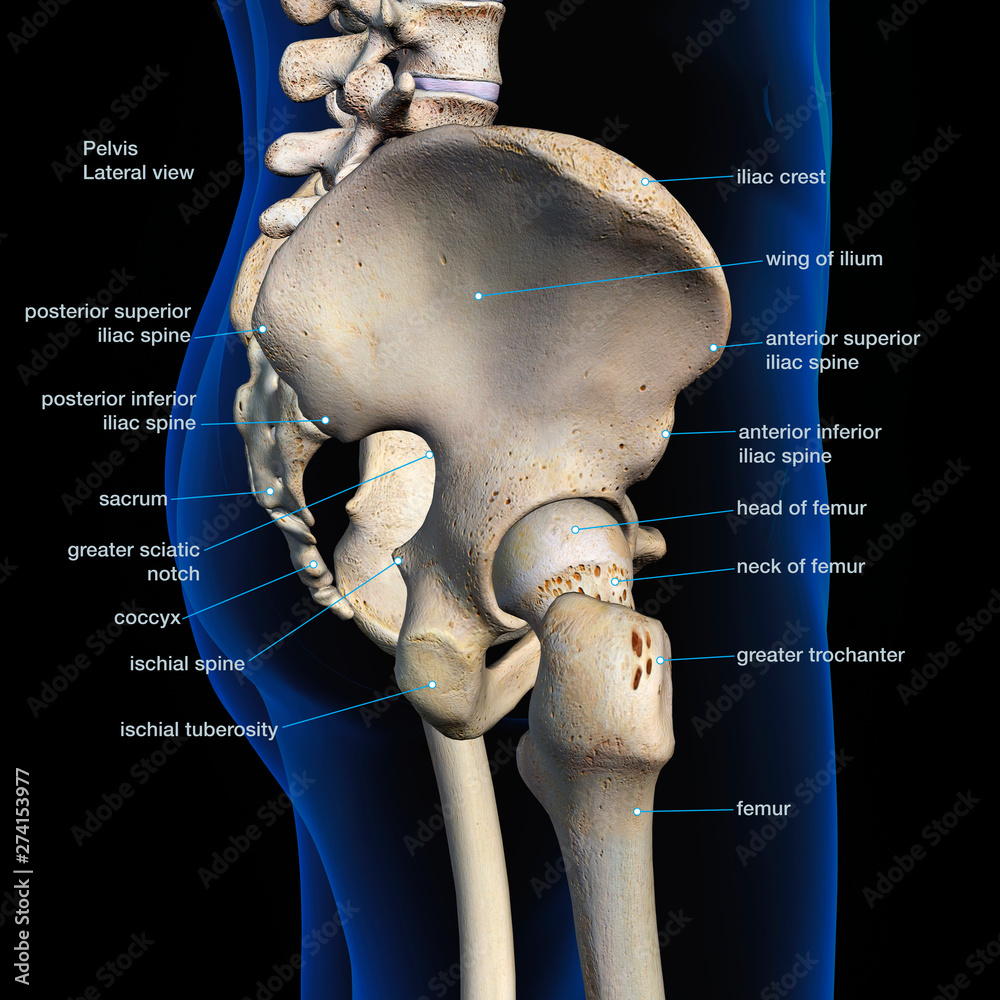 Pelvic and Hip Bones, Labeled Anatomy Side View on Black Stock Illustration