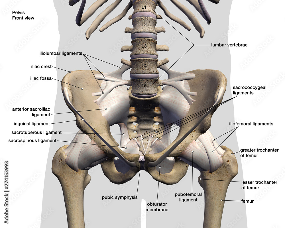 Pelvis bones and the ligaments front on and rear view.