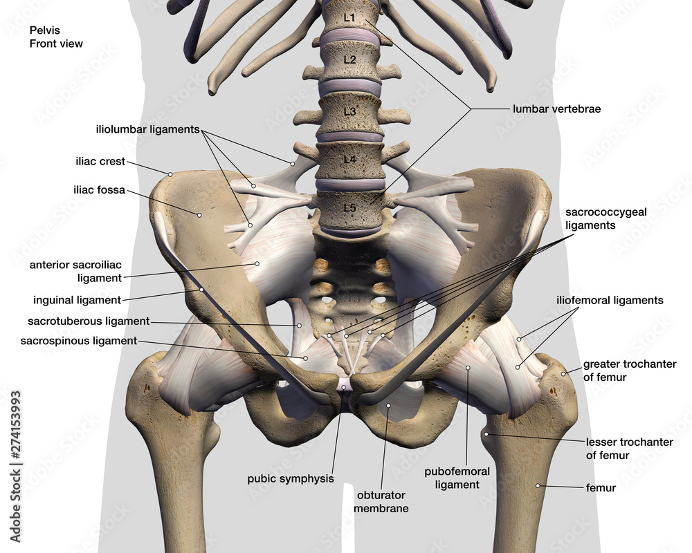 Pelvic and Hip Bones and Ligaments, Labeled Front View on White Иллюстрация  Stock | Adobe Stock