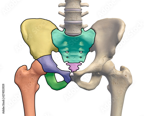 3D Rendering of Pelvis and Hip Anatomy
