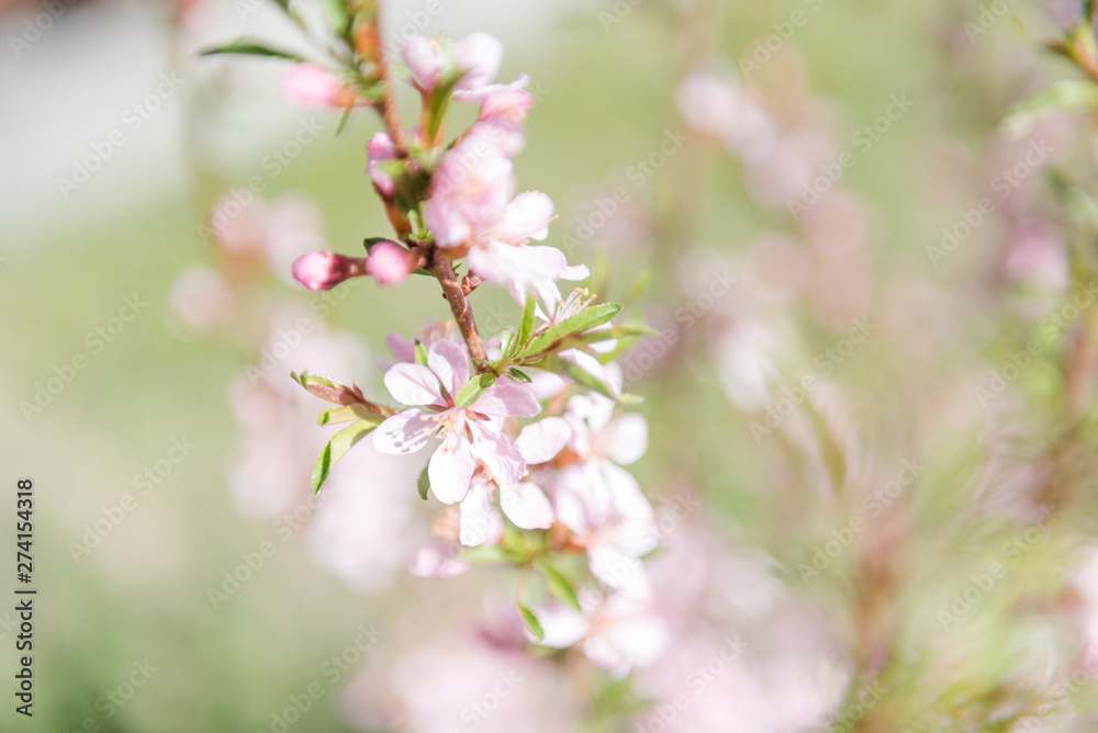 Almond blossoms. Pink almond flowers. Almond blossoms in the garden. Almond blossoms. Pink almond flowers. Almond blossoms in the garden.