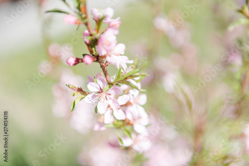 Almond blossoms. Pink almond flowers. Almond blossoms in the garden.