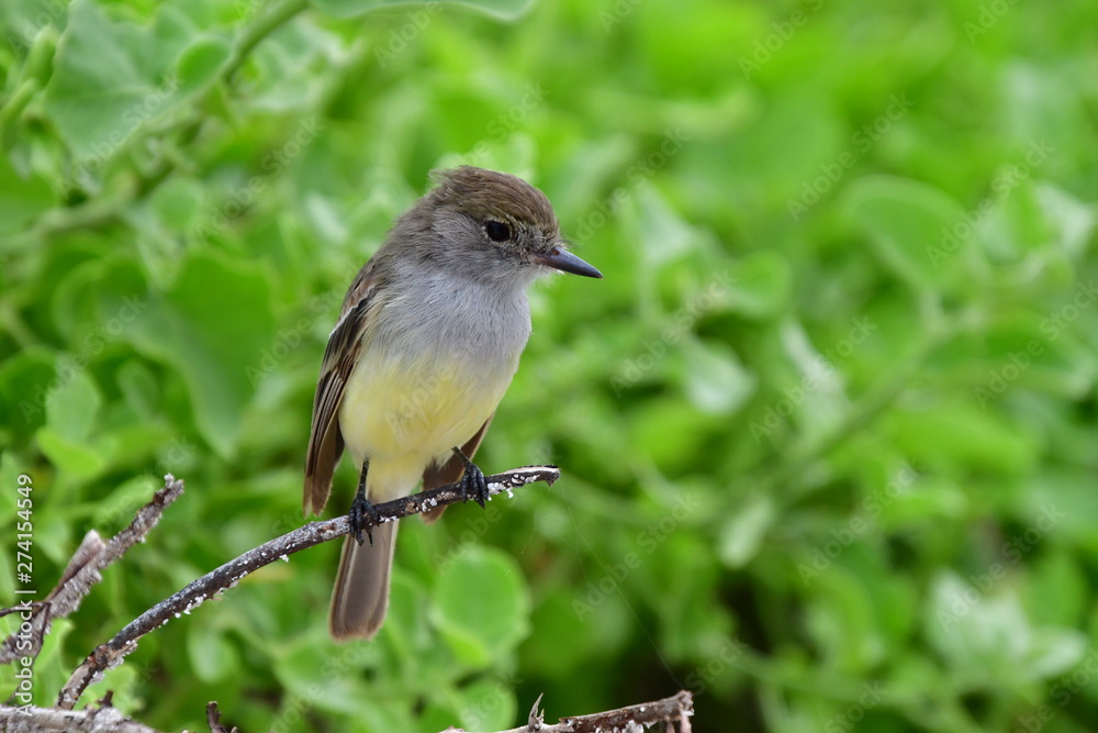 Fototapeta premium AVES, GALÁPAGOS