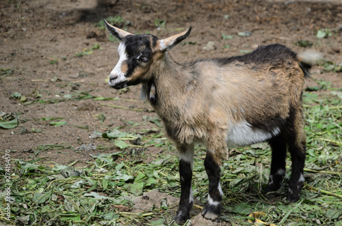 Cute little goat with wool of different colors on mown grass
