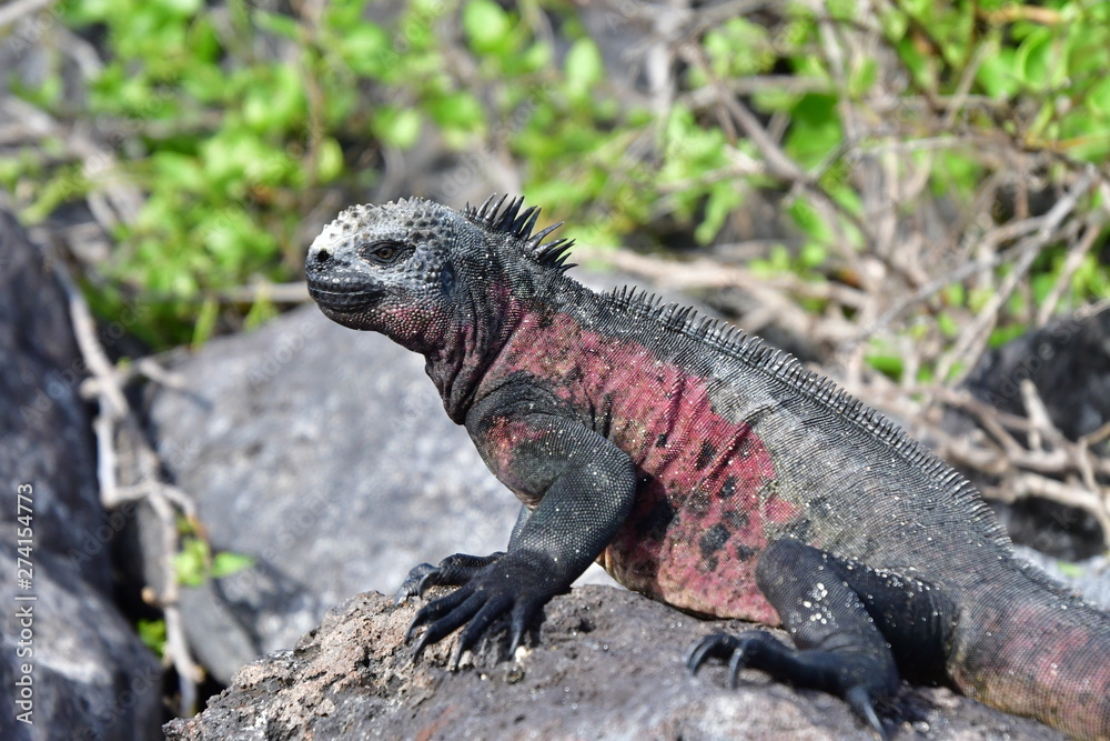 Obraz premium IGUANA MARINA, GALÁPAGOS