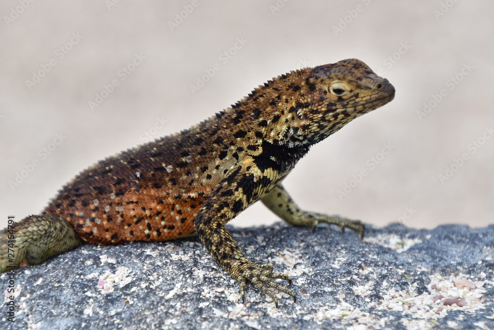 LAGARTIJA, GALÁPAGOS