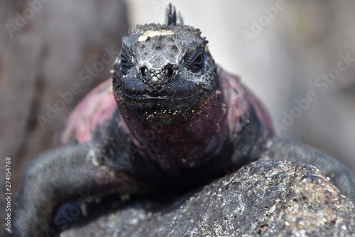 IGUANA MARINA, GALÁPAGOS