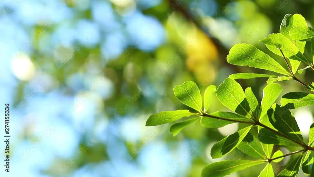 Leaves of tree with sunlight , Chiangmai Thailand Leaves of tree with sunlight , Chiangmai Thailand