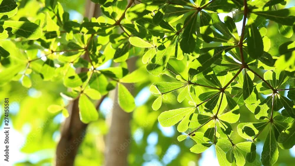 Leaves of tree with sunlight , Chiangmai Thailand Leaves of tree with sunlight , Chiangmai Thailand