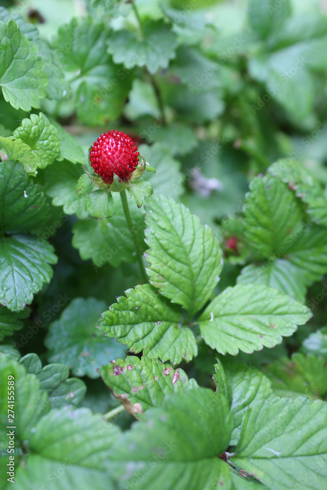 Wild strawberry at Iroquois Woods in Park Ridge, Illinois Wild strawberry at Iroquois Woods in Park Ridge, Illinois