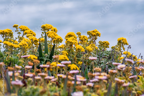 Golden Yarrow (Eriophyllum confertiflorum) wildflowers blooming on the shoreline of the Pacific Ocean photo