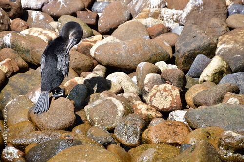 CORMORÁN, GALÁPAGOS