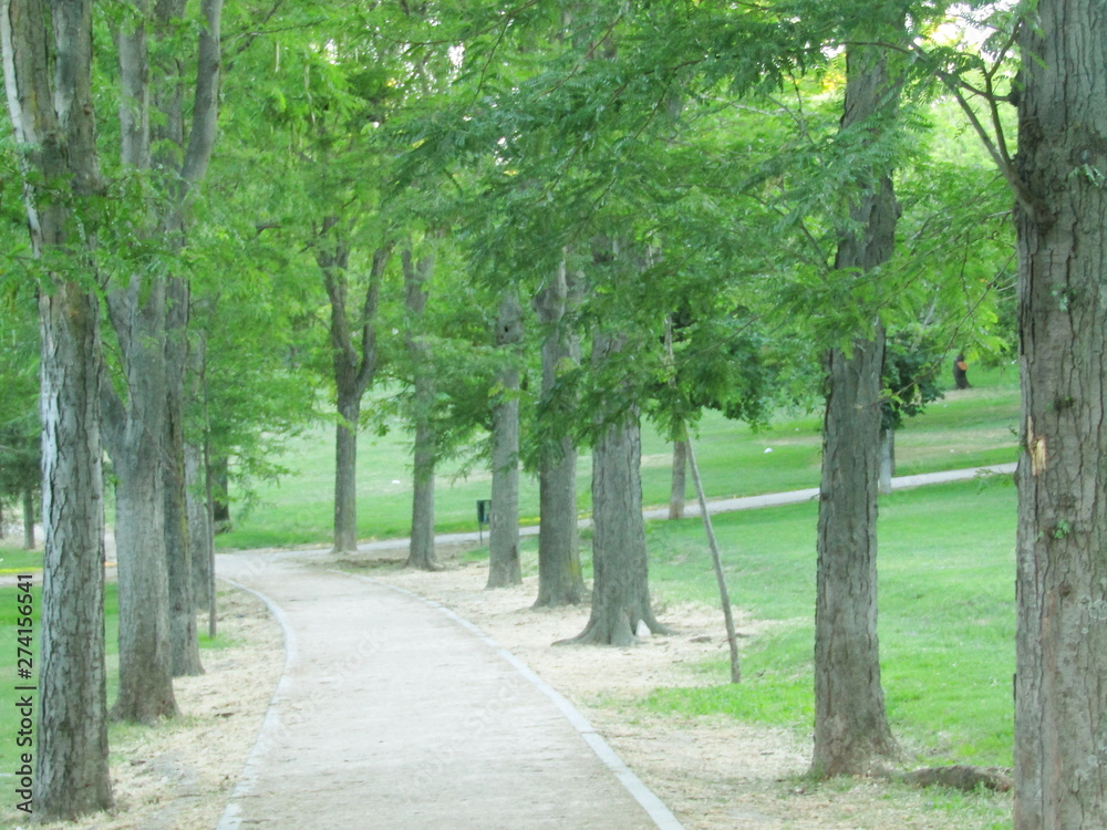 SENDERO  DEL BOSQUE CON ALTOS ARBOLES, camino, bosque, árbol, naturaleza, verde, paisaje, 