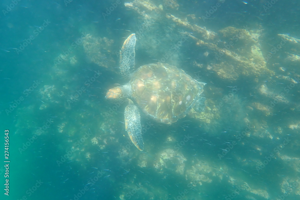 TORTUGA MARINA, GALÁPAGOS TORTUGA MARINA, GALÁPAGOS