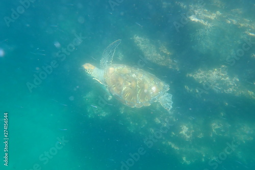 TORTUGA MARINA, GALÁPAGOS