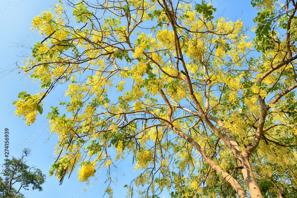 Obraz premium Golden Shower Tree on summer
