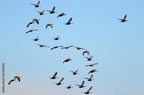 Dollar sign created of wild ducks flock flying away in blue sky.