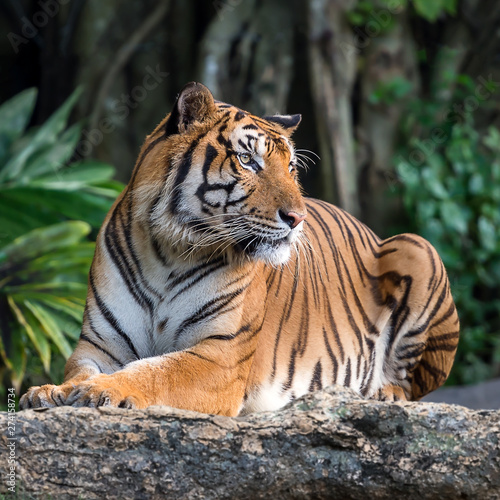 Portrait of tiger.