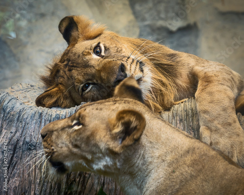 Close up lions.