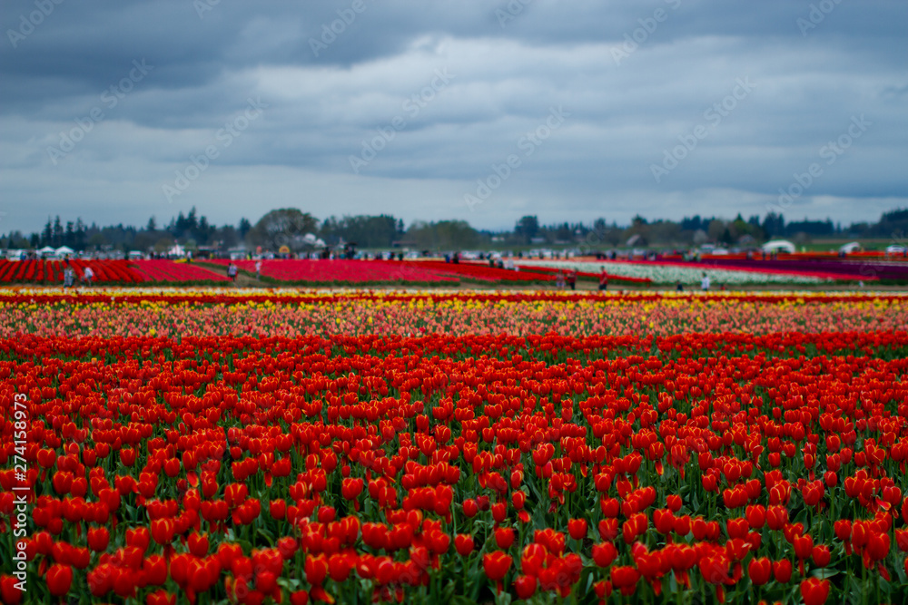 more flowers