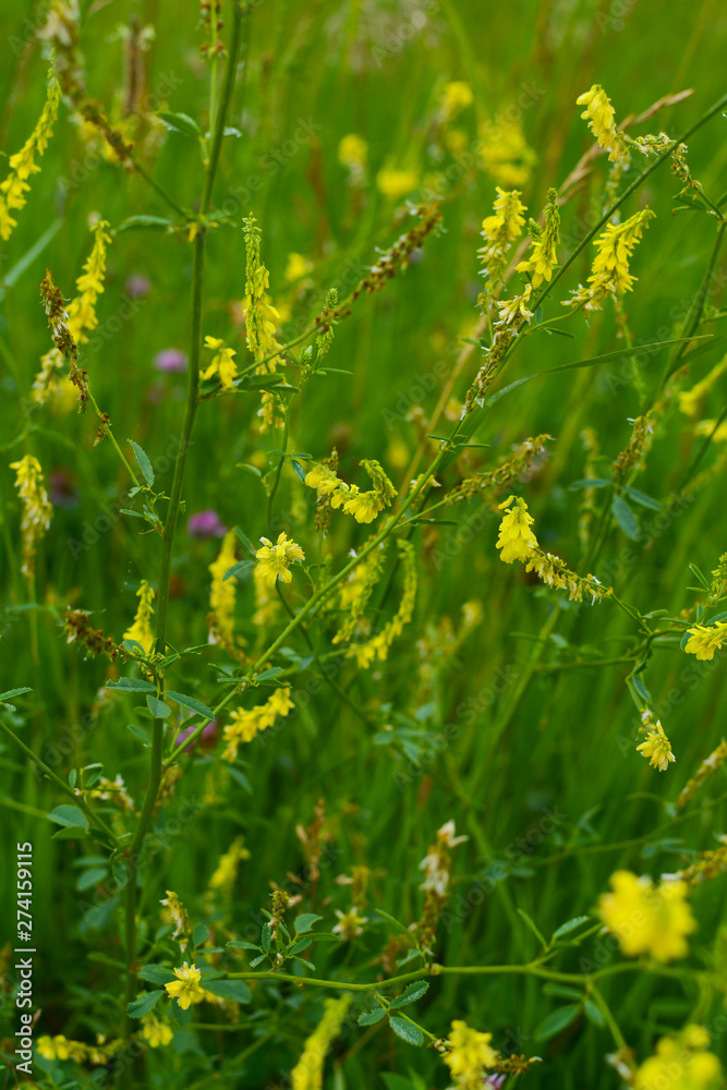 Spring wildflowers Spring wildflowers