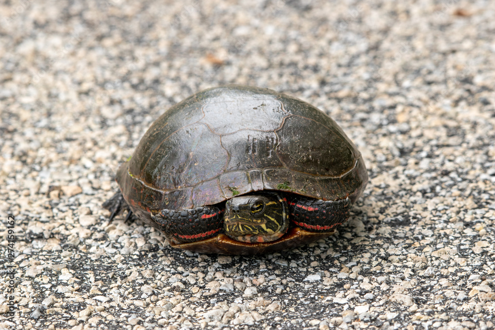 Obraz premium turtle