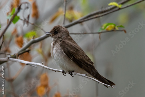 Chimney Swift