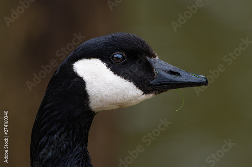 portrait of a goose © MWPerspective